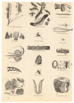 Image ID 806274