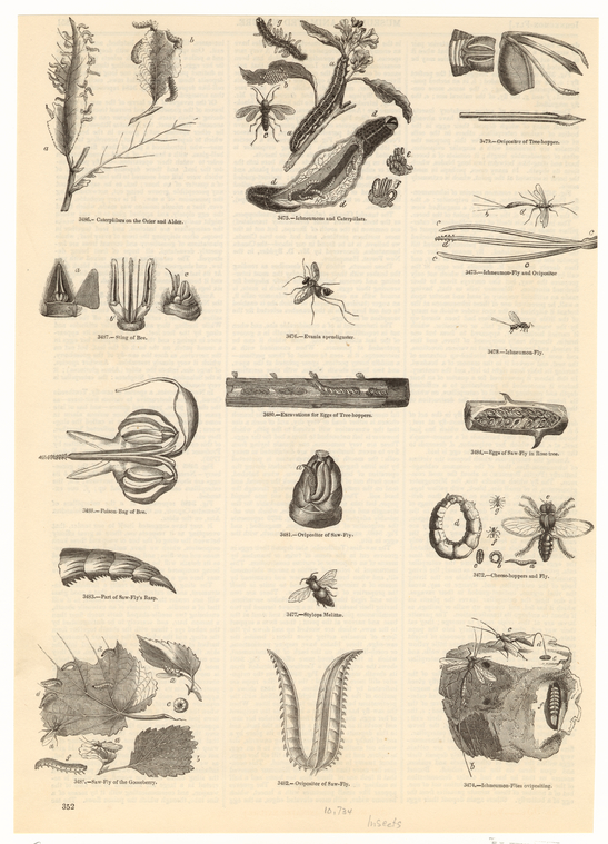 Image ID 806274
