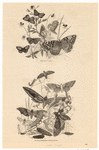 Image ID 806275