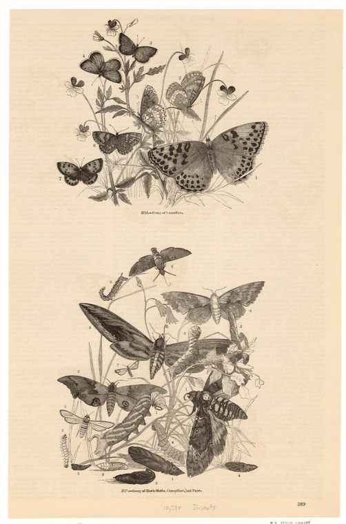 Image ID 806275
