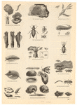 Image ID 806280