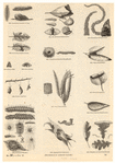 Image ID 806281