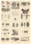 Image ID 806283