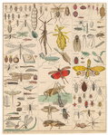 Image ID 806284