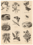 Image ID 806287