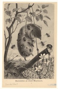 Image ID 806290
