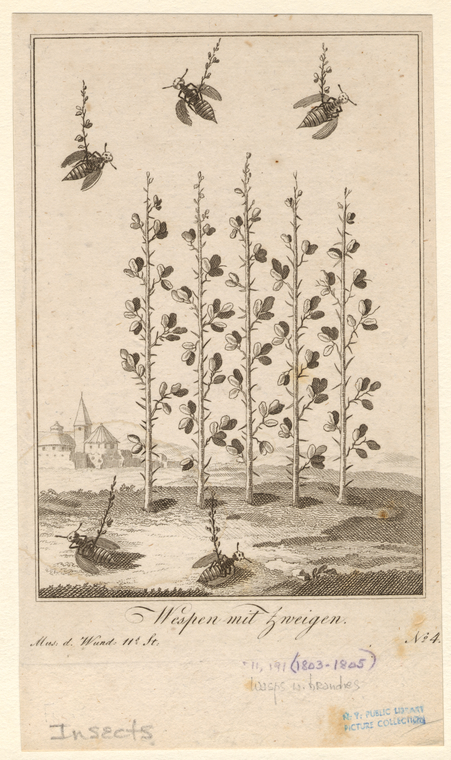 Image ID 806296
