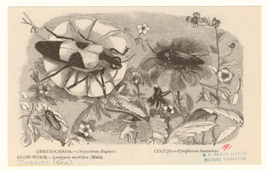 Image ID 806299