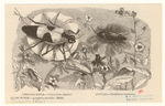 Image ID 806299