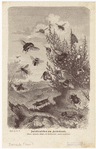 Image ID 806303