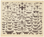 Image ID 806305
