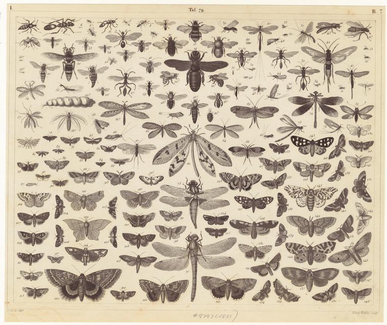 Image ID 806305
