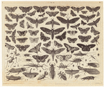 Image ID 806313