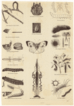 Image ID 806316