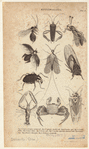 Image ID 806317