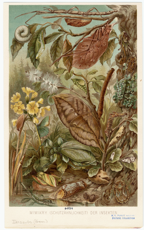 Image ID 806323
