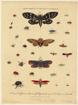 Image ID 806326
