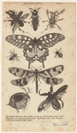Image ID 806327