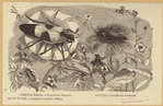 Image ID 806328