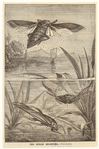 Image ID 806330