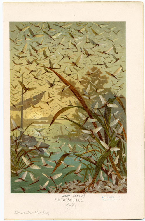 Image ID 806335
