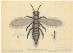 Image ID 806339