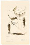 Image ID 806341