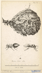 Image ID 806346