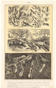 Image ID 806347