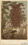 Image ID 806353