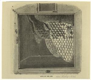 Hive of the bee. Digital ID: 806354. New York Public Library