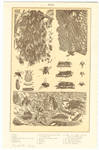 Image ID 806362