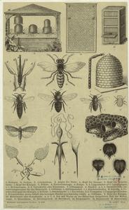 [Bees and beekeeping.] Digital ID: 806364. New York Public Library