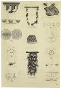 Honeycombs. Digital ID: 806368. New York Public Library