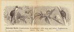 Image ID 806378