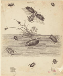 Image ID 806382