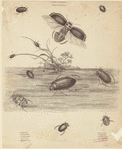Image ID 806382