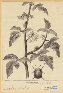Image ID 806383
