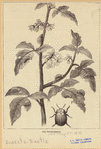 Image ID 806383