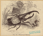 Image ID 806386
