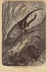 Image ID 806388