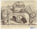 Image ID 806391