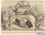 Image ID 806396