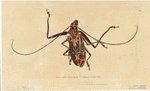 Image ID 806404