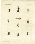 Image ID 806412