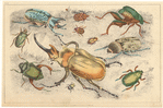 Image ID 806413