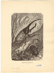 Image ID 806417