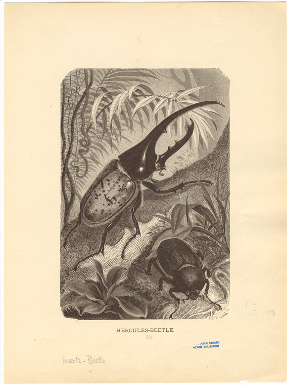 Image ID 806417
