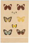 Image ID 806419