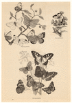 Image ID 806422